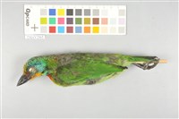 藏品(五色鳥)的圖片